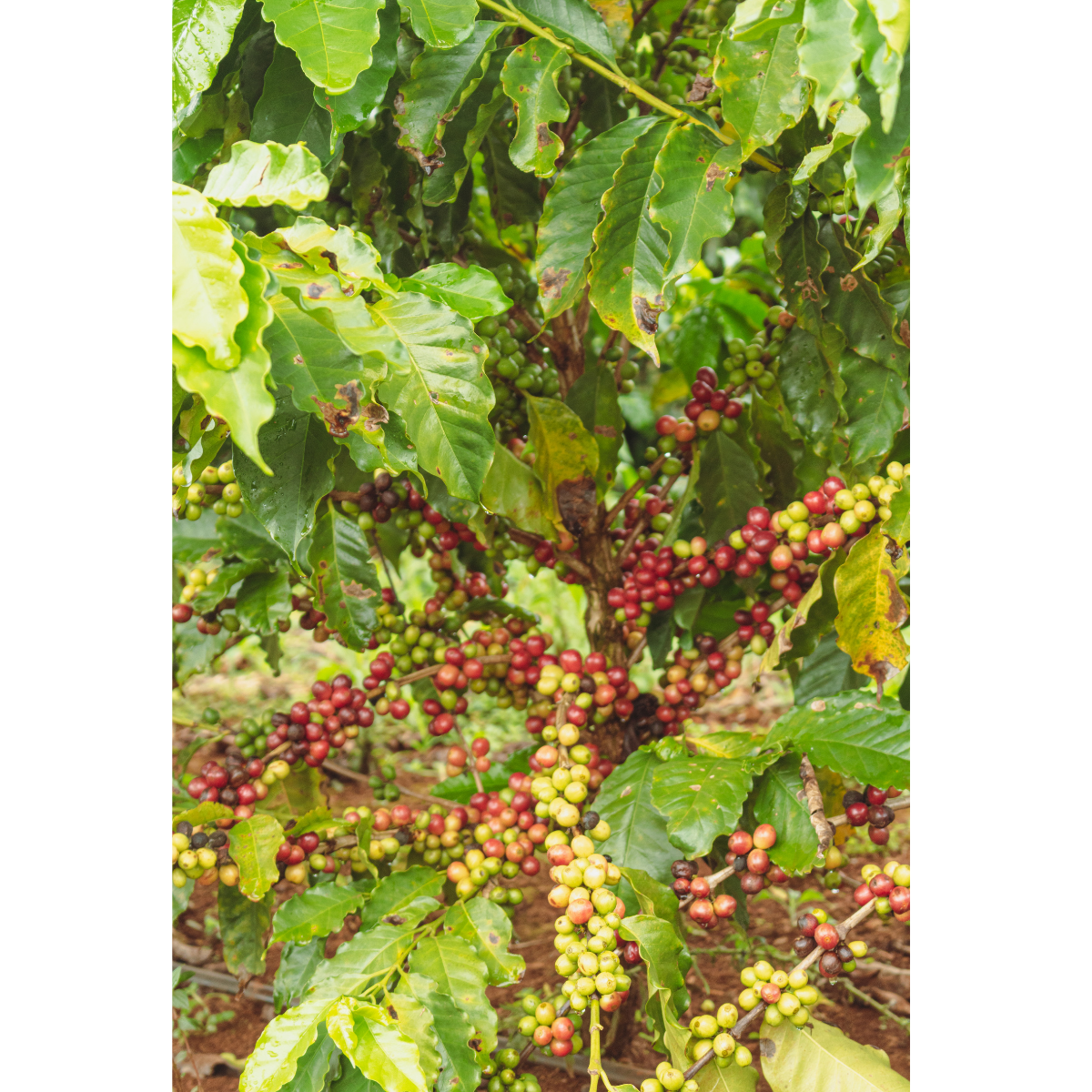 Primeros cultivos de café en Colombia
